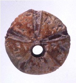 Fossil urchin